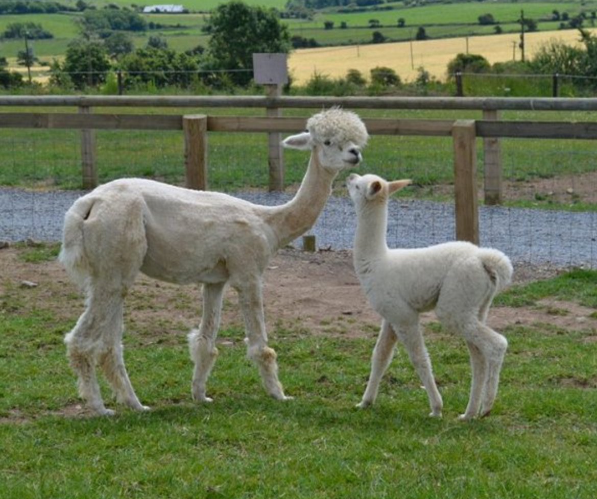 Things to do in County Waterford, Ireland - Ardmore Open Farm - YourDaysOut