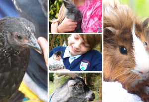 Things to do in County Dublin, Ireland - Farm Pet Parties in Dublin - YourDaysOut