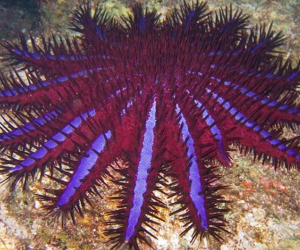 Starfish: They can have more than 5 limbs, even up to 50! - YourDaysOut